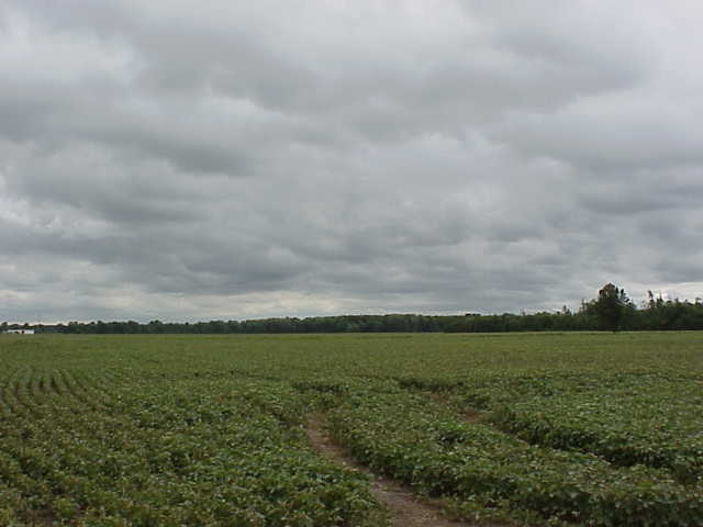 A Field of Clouds in Northern Ohio